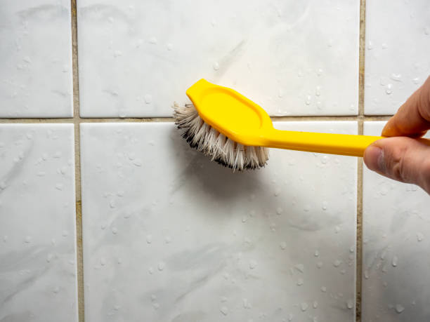 Best Professional Mold Removal  in Rockford, IL