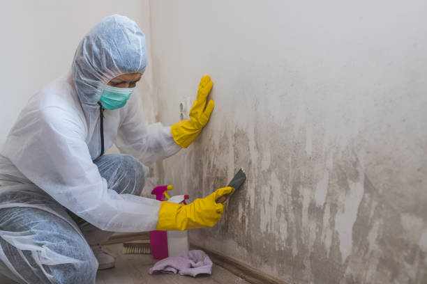 Best Home Mold Removal  in Rockford, IL