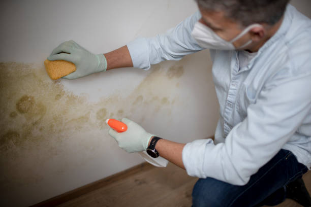 Best Attic Mold Removal  in Rockford, IL