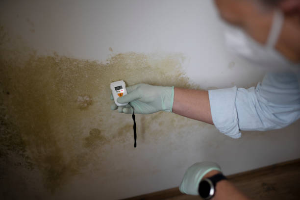 Best Professional Mold Removal  in Rockford, IL