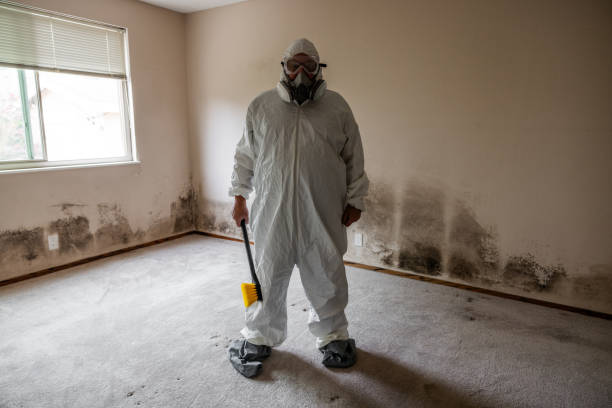 Best Local Mold Removal Service  in Rockford, IL