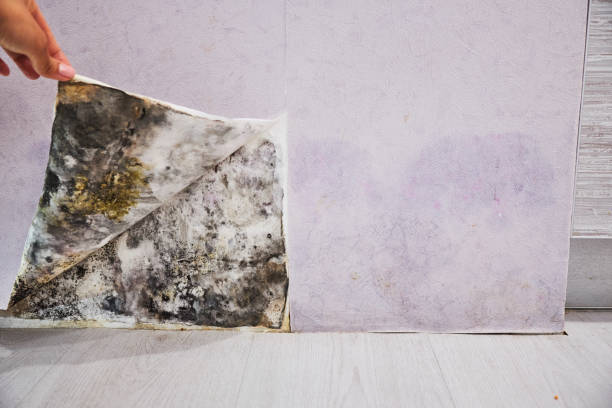 Rockford, IL Mold Removal Company